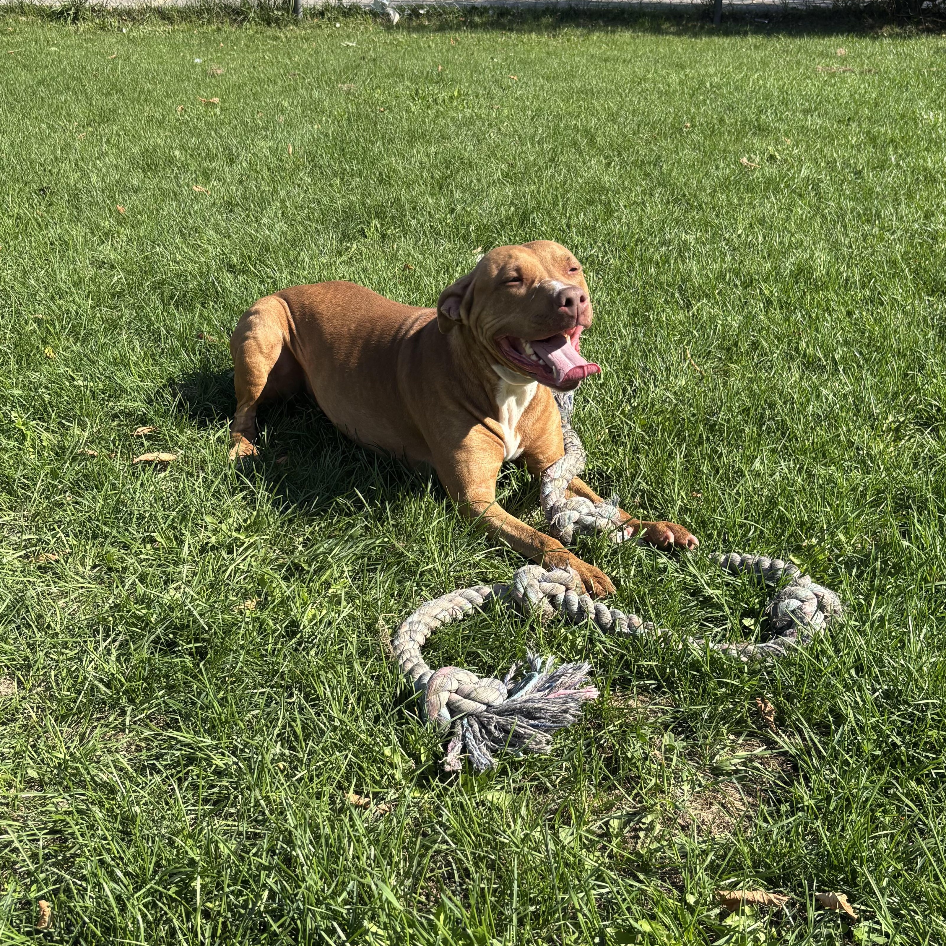 Enlarge Pookie, an adoptable American Bulldog in Mississauga, ON image 2/6