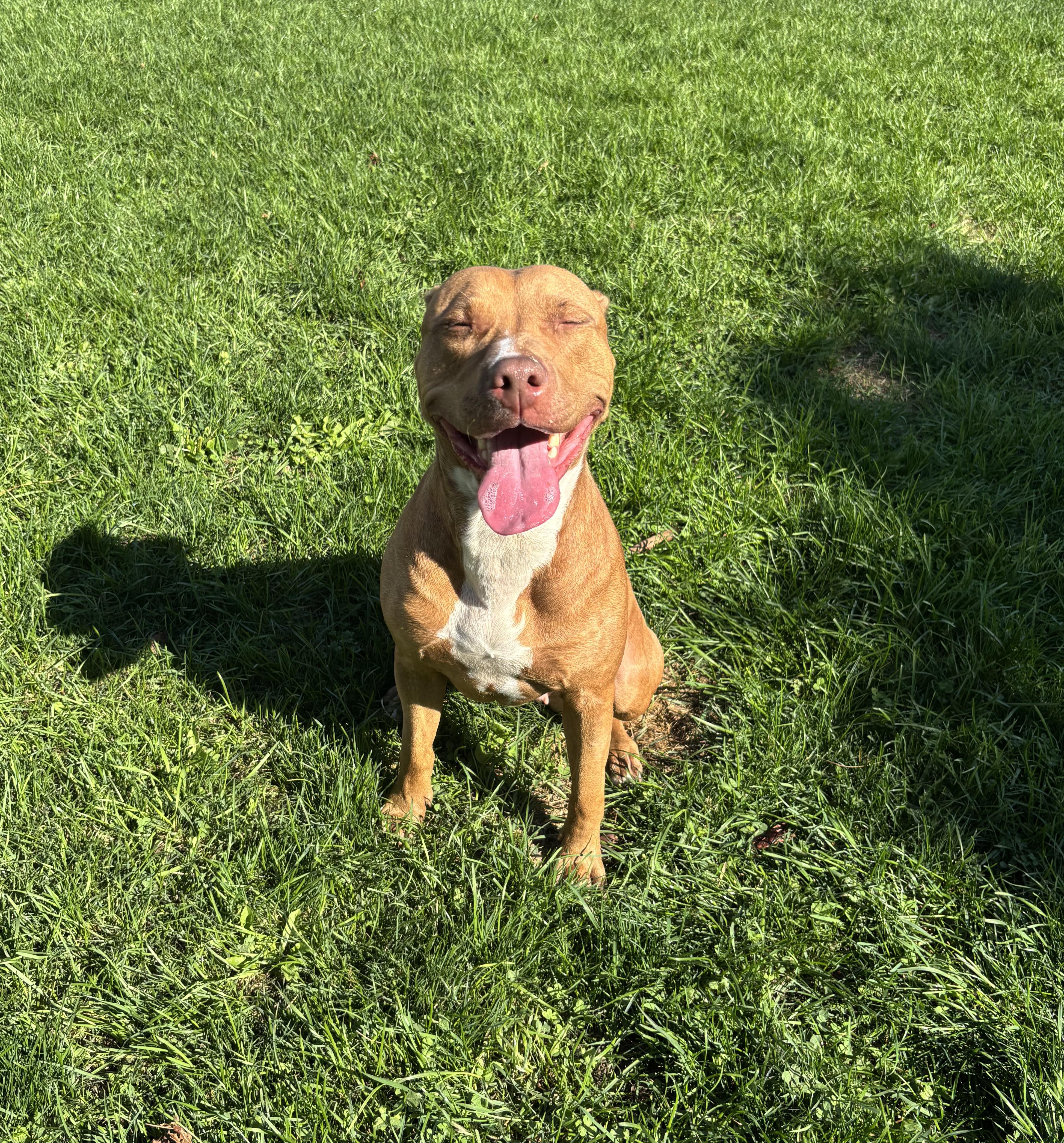 Enlarge Pookie, an adoptable American Bulldog in Mississauga, ON image 1/4