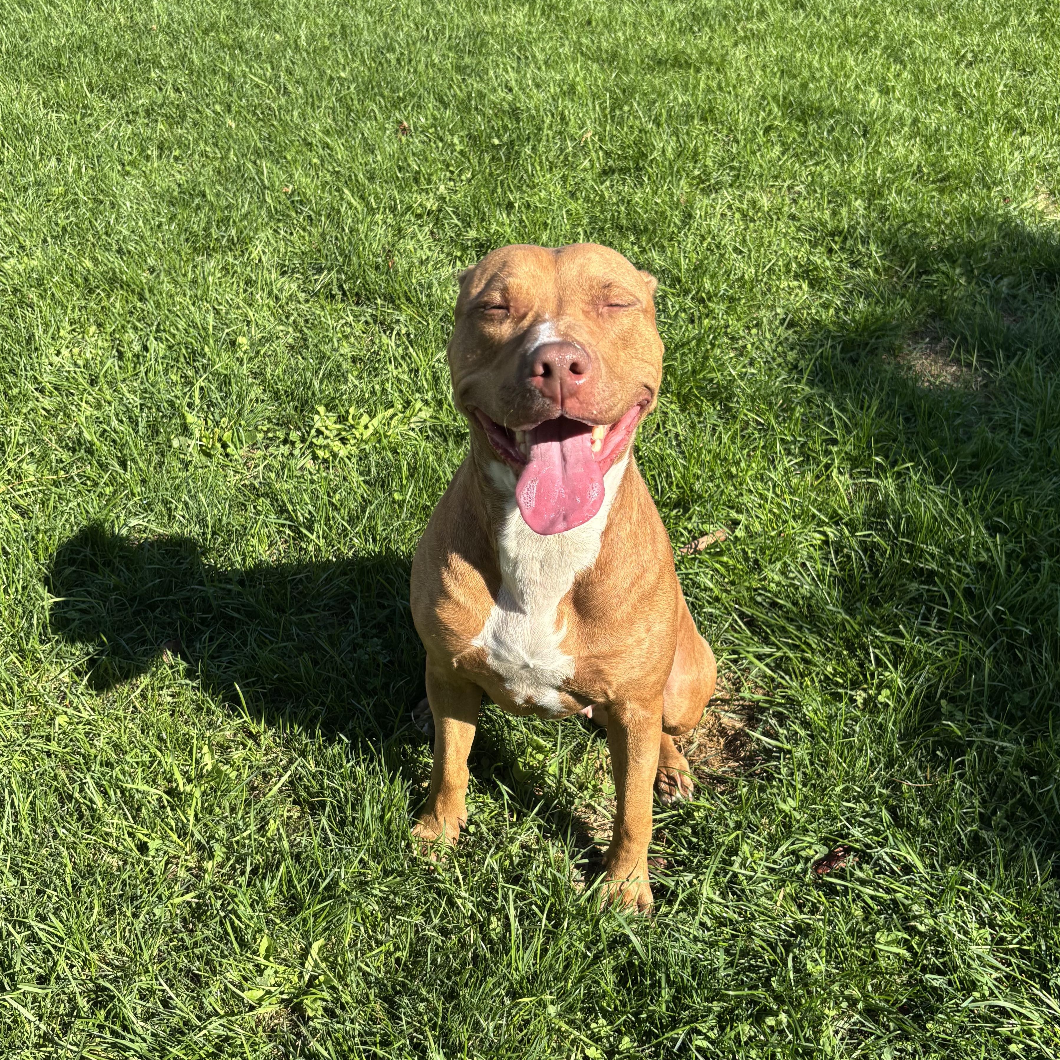Enlarge Pookie, an adoptable American Bulldog in Mississauga, ON image 3/6
