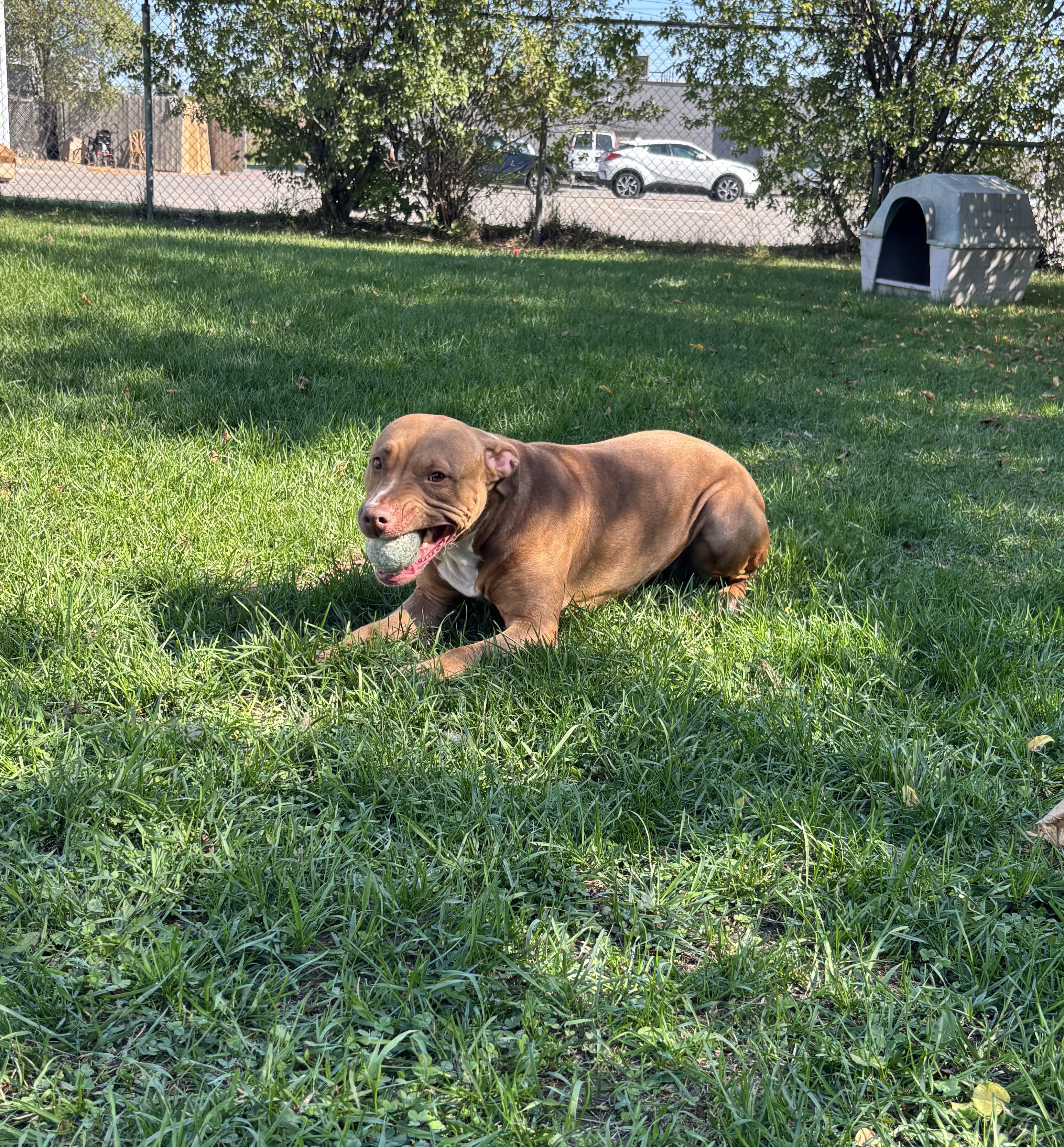 Enlarge Pookie, an adoptable American Bulldog in Mississauga, ON image 2/4
