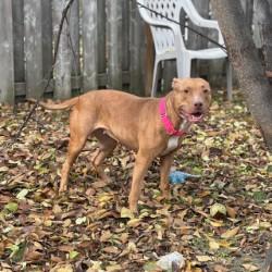 Enlarge Pookie, an adoptable American Bulldog in Mississauga, ON image 6/6