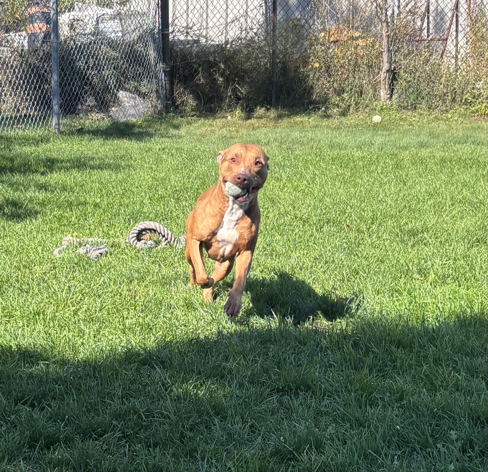 Enlarge Pookie, an adoptable American Bulldog in Mississauga, ON image 3/4