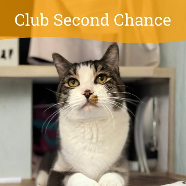 Enlarge Bobby, a Adoptable mixed breed in Dublin, CA image 3/4