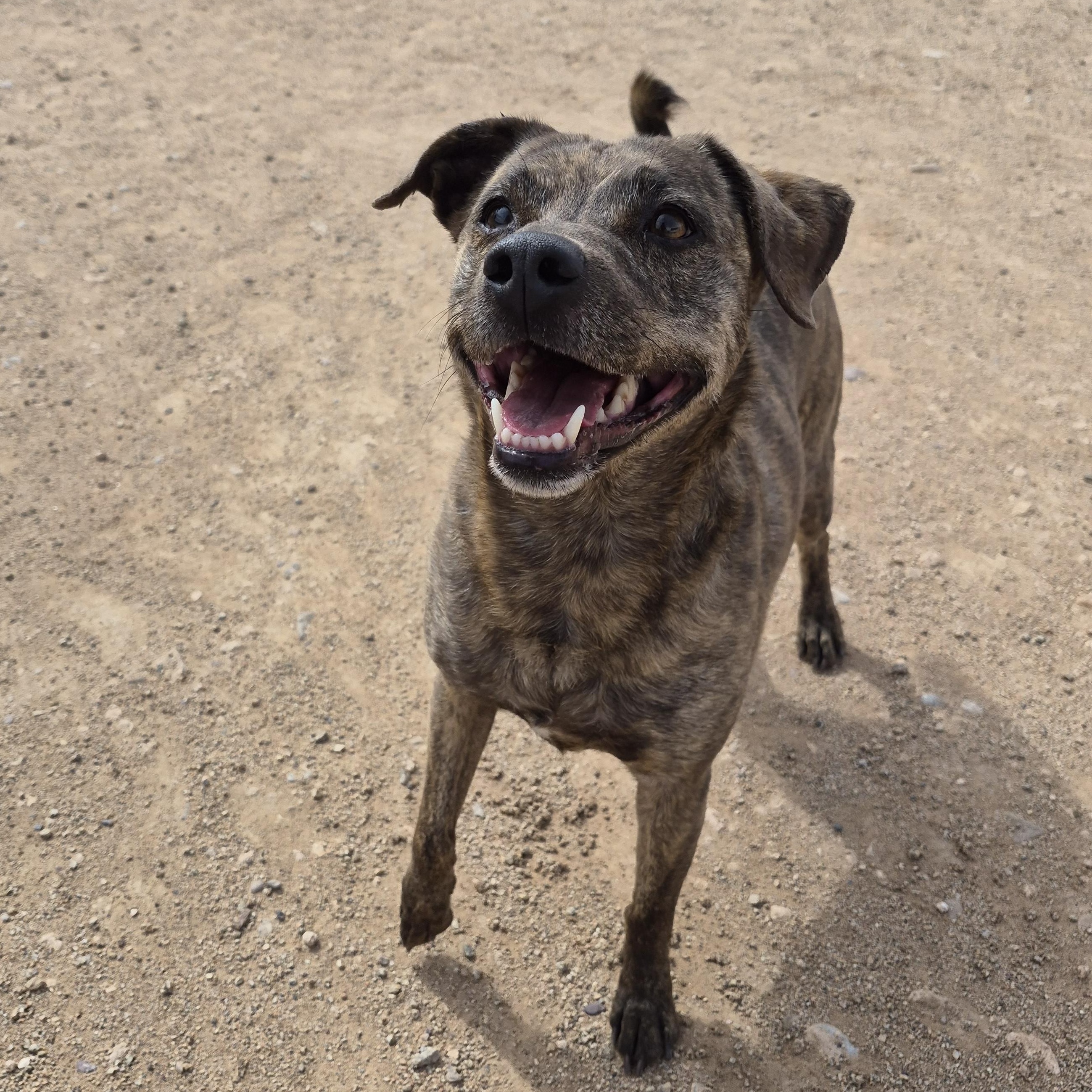 Enlarge Polly, a ADOPTABLE mixed breed in Sierra Vista, AZ image 2/2