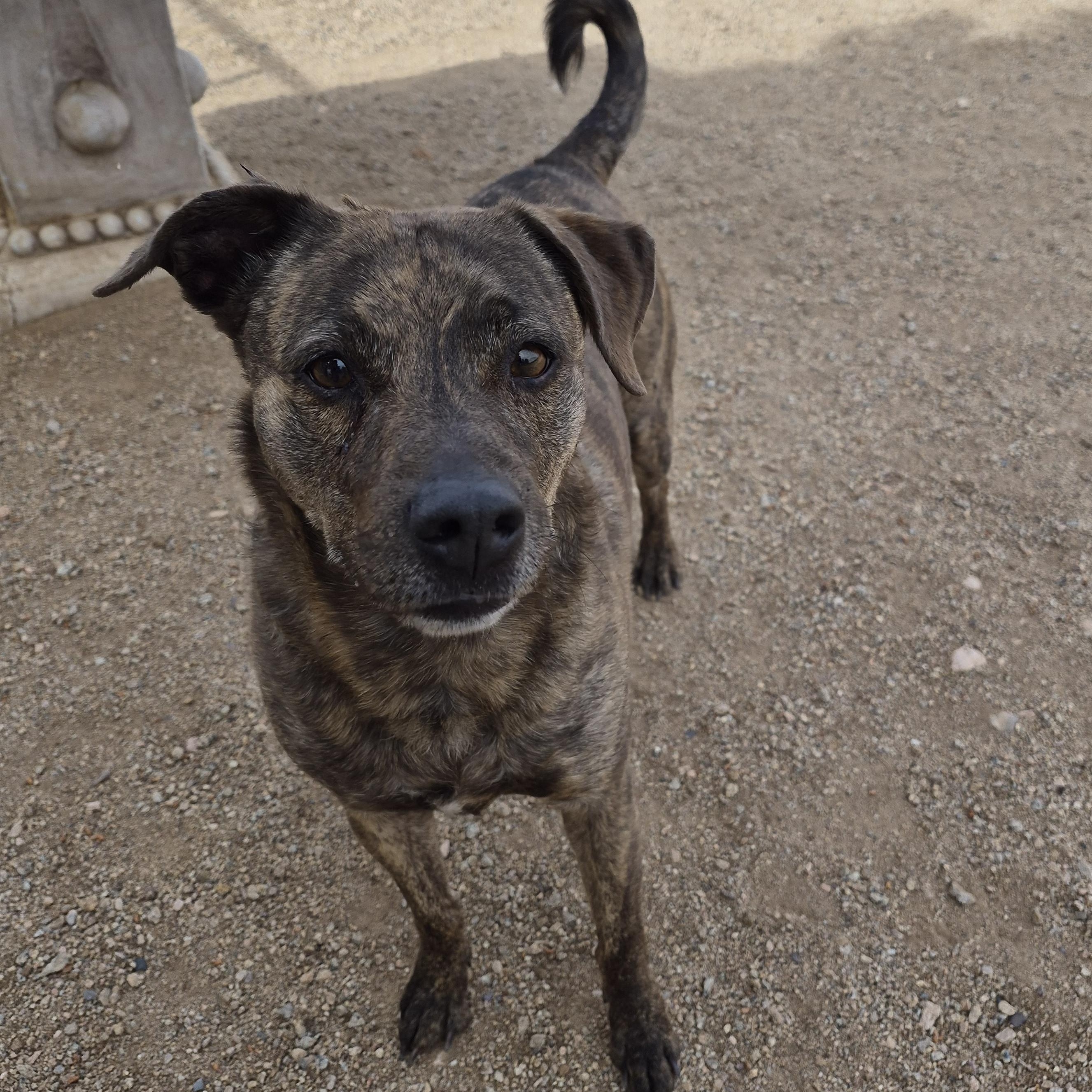 Polly, ADOPTABLE, Adult Female Pit Bull Terrier.