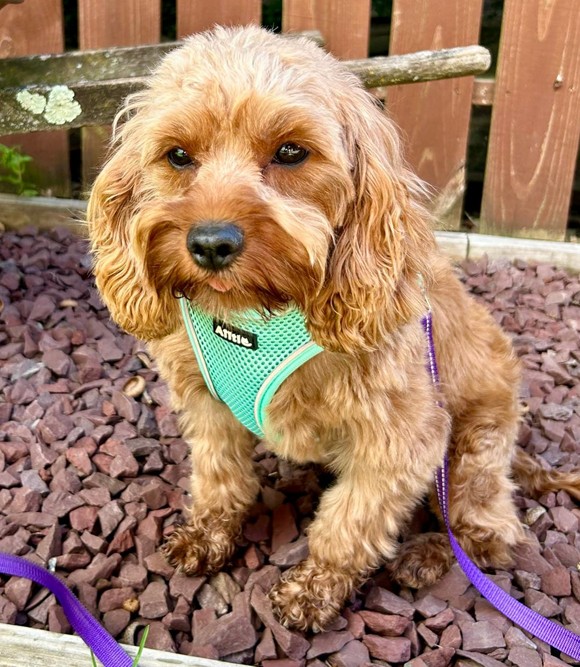 Dog for adoption Skittles, a Cavapoo in Crompond, NY Petfinder