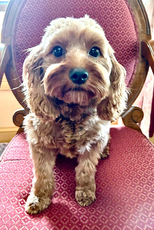 Dog for adoption Skittles, a Cavapoo in Crompond, NY Petfinder