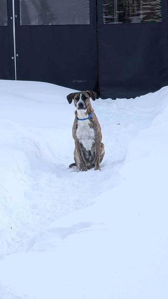 Enlarge Murphy, a Adoptable mixed breed in Amherst, NY image 1/6