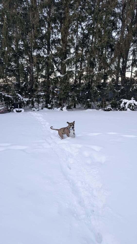 Enlarge Murphy, a Adoptable mixed breed in Amherst, NY image 2/6