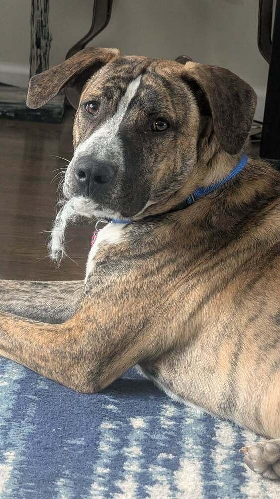 Enlarge Murphy, a Adoptable mixed breed in Amherst, NY image 3/6