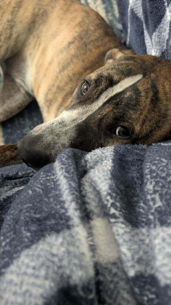 Enlarge Murphy, a Adoptable mixed breed in Amherst, NY image 4/6