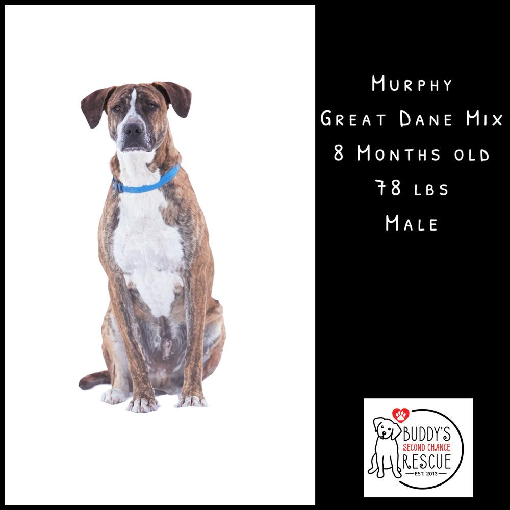 Enlarge Murphy, a Adoptable mixed breed in Amherst, NY image 5/6