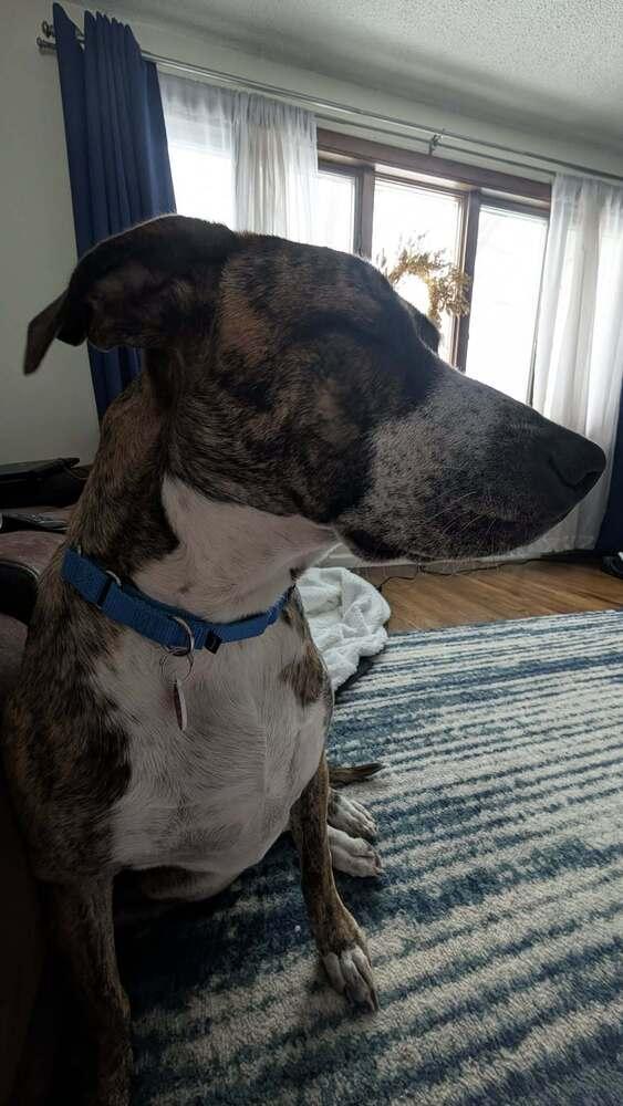 Enlarge Murphy, a Adoptable mixed breed in Amherst, NY image 6/6