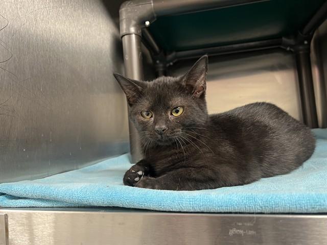 MAPLE SYRUP, Adoptable, Kitten Female Domestic Short Hair.