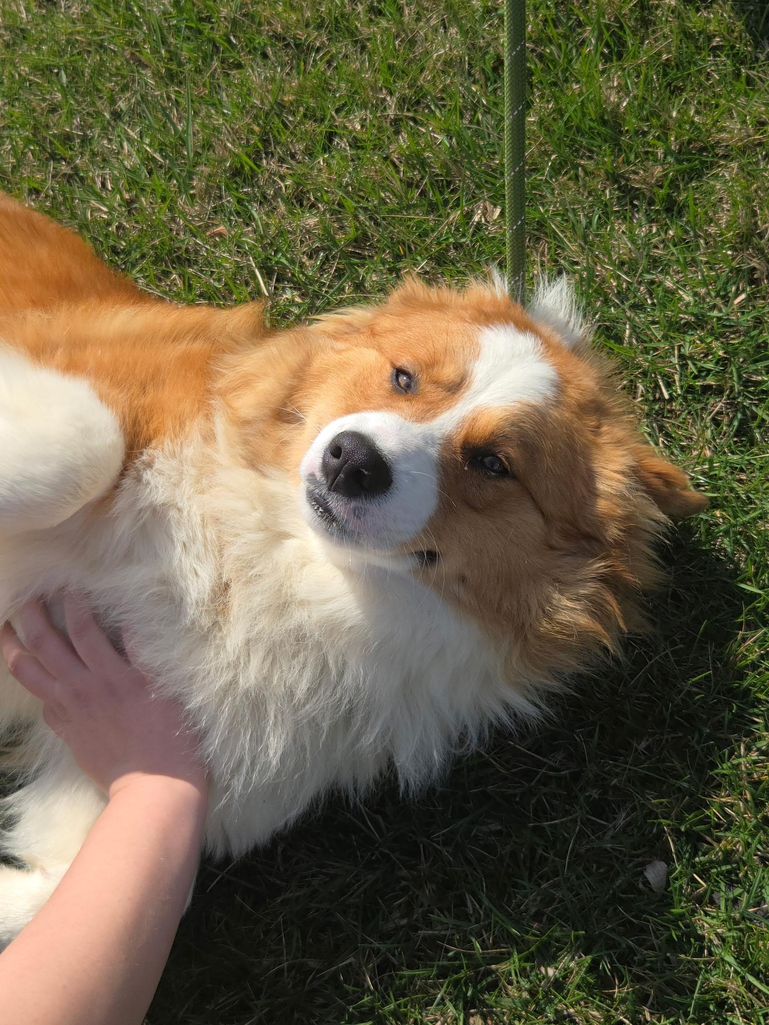 Enlarge Yeti, a Adopted Cardigan Welsh Corgi in merrillville, IN image 1/3