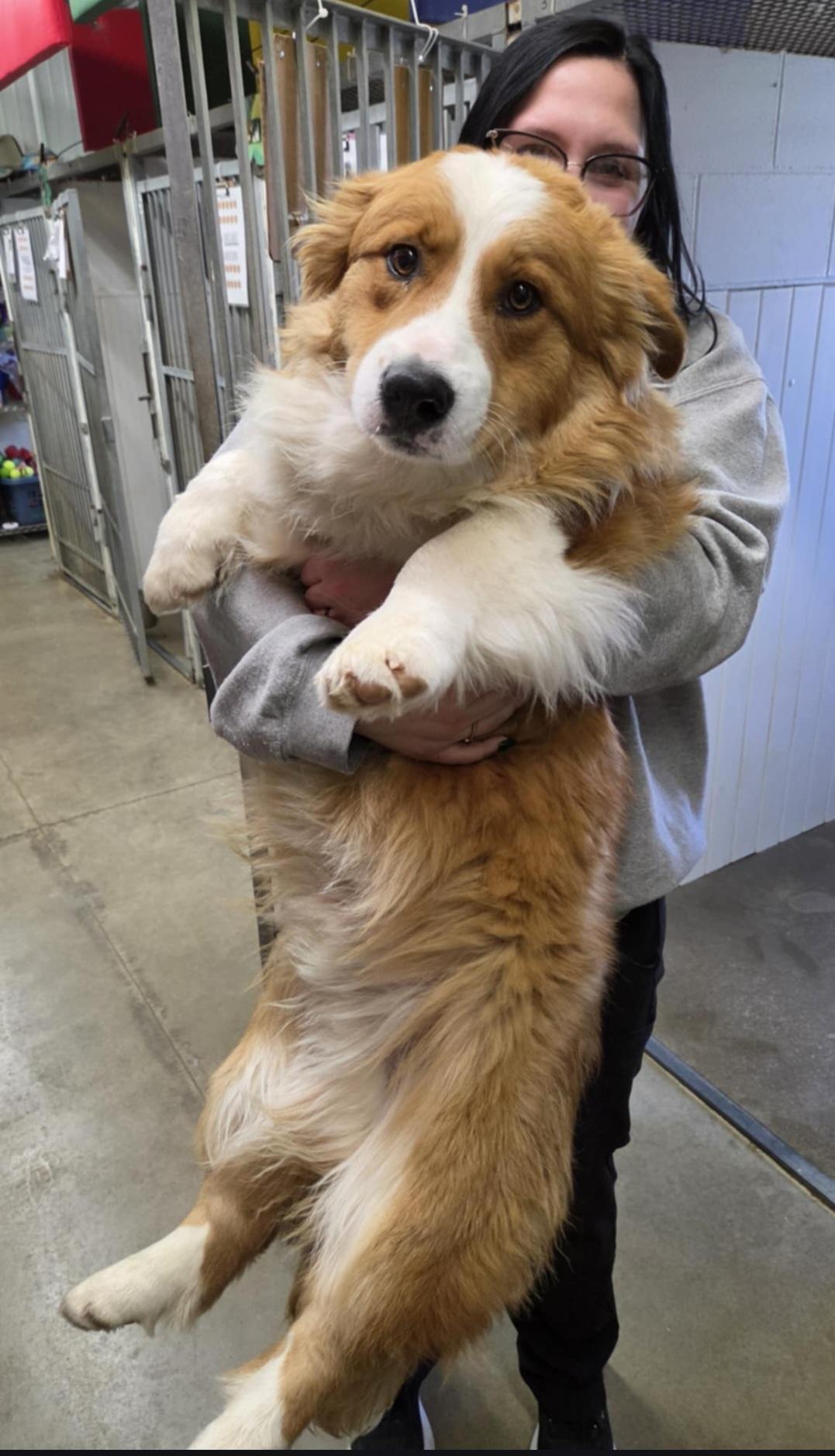 Enlarge Yeti, a Adopted Cardigan Welsh Corgi in merrillville, IN image 2/3