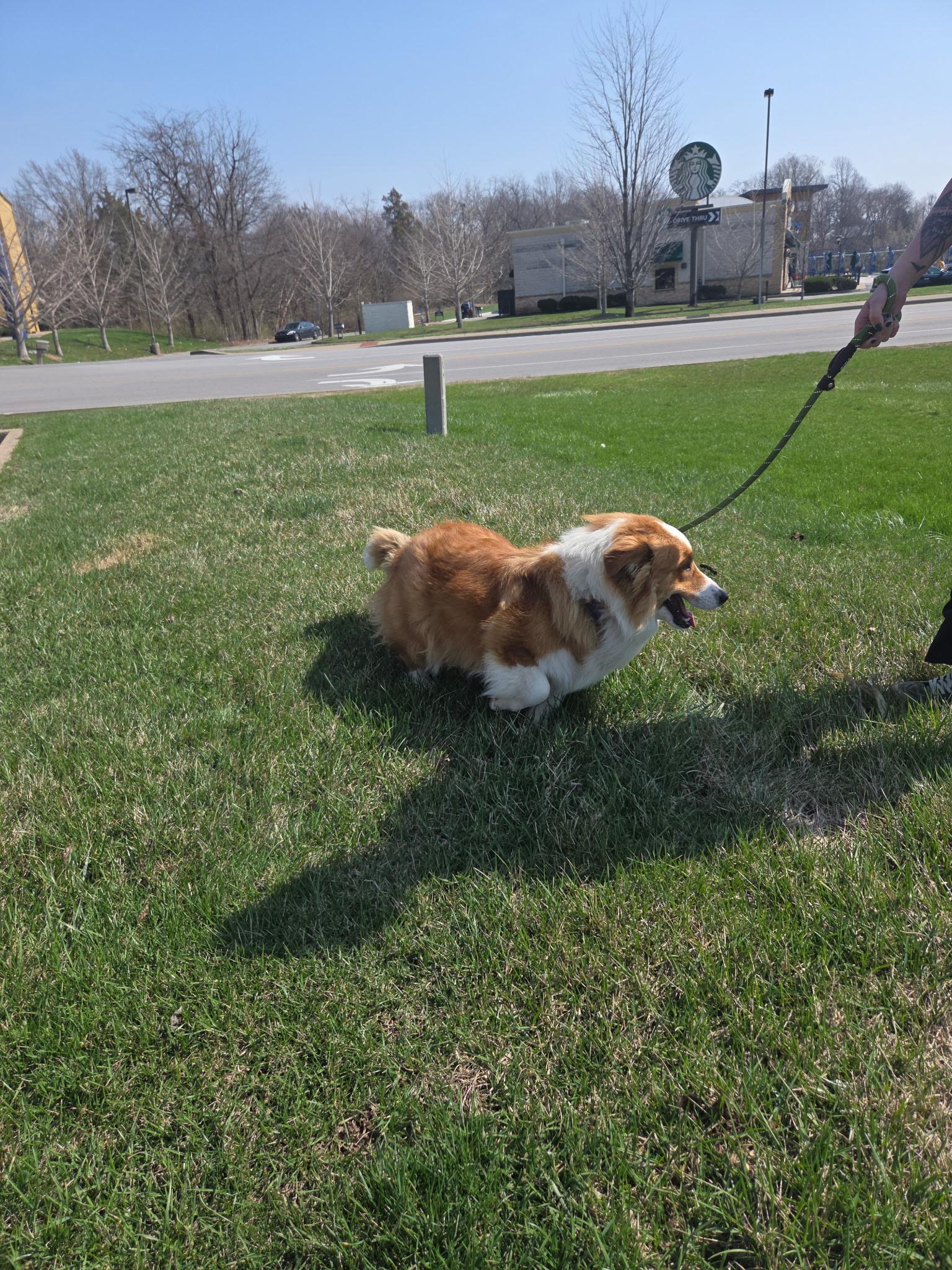 Enlarge Yeti, a Adopted Cardigan Welsh Corgi in merrillville, IN image 3/3