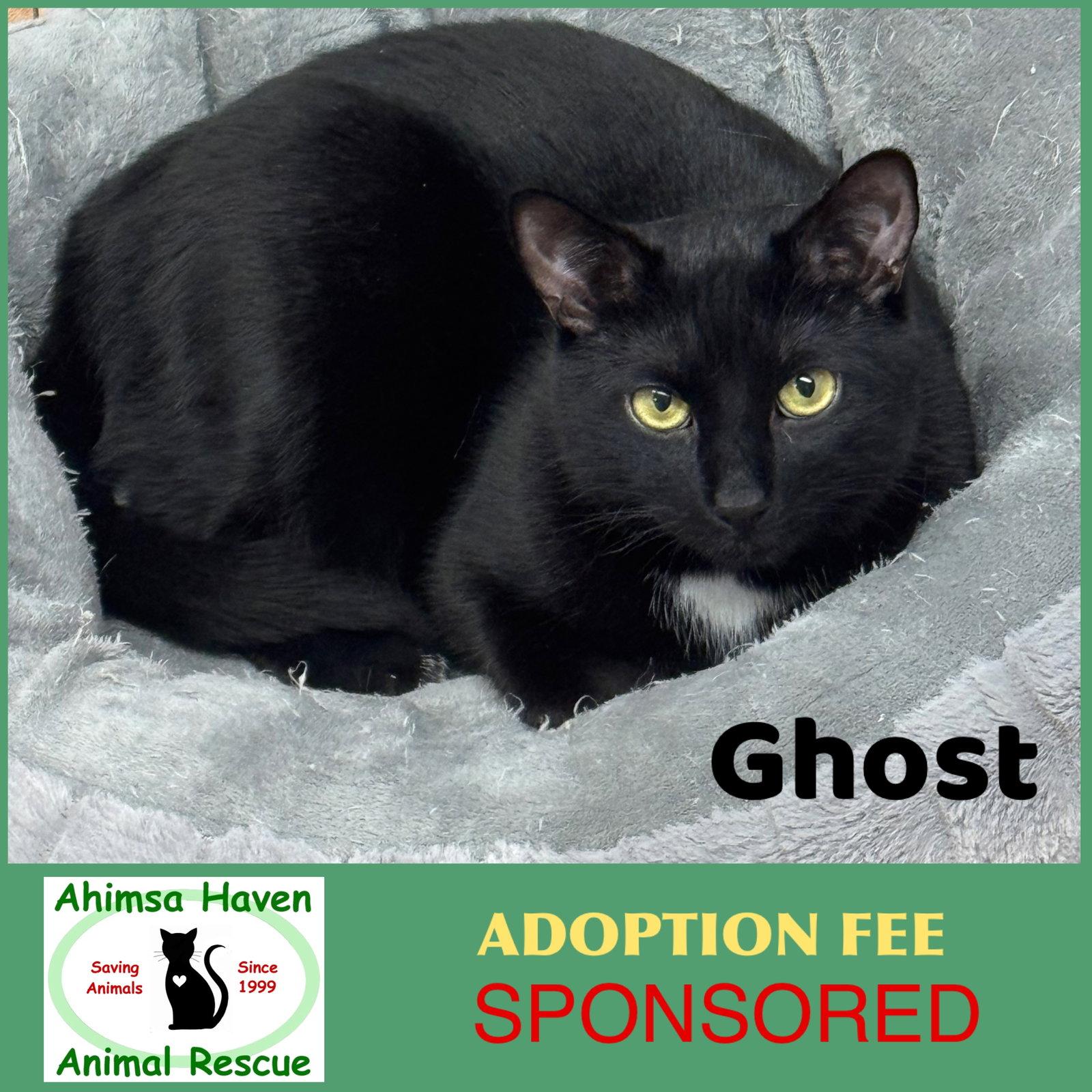 Ghost, Adoptable, Young Male Domestic Short Hair.