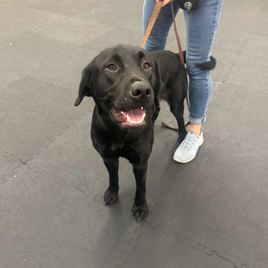 Larry, Adoptable, Young Male Black Labrador Retriever.