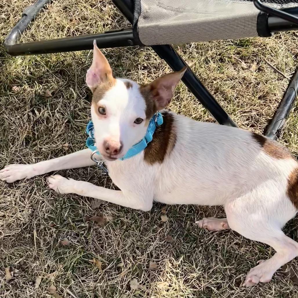 Enlarge Hamilton, an adopted mixed breed in Kansas City, KS image 1/2