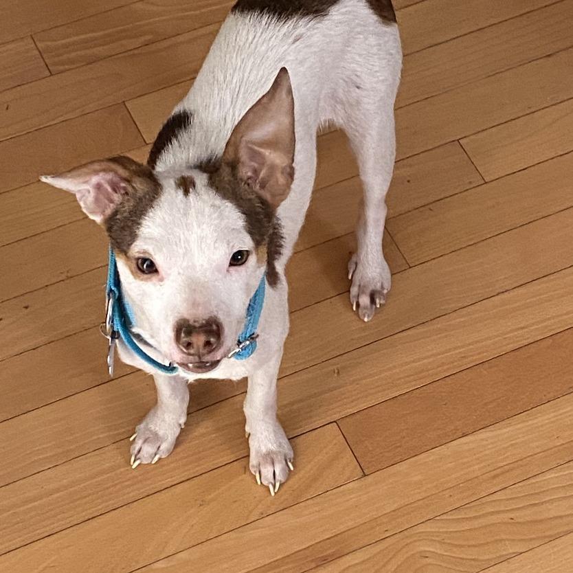 Enlarge Hamilton, an adopted mixed breed in Kansas City, KS image 2/2