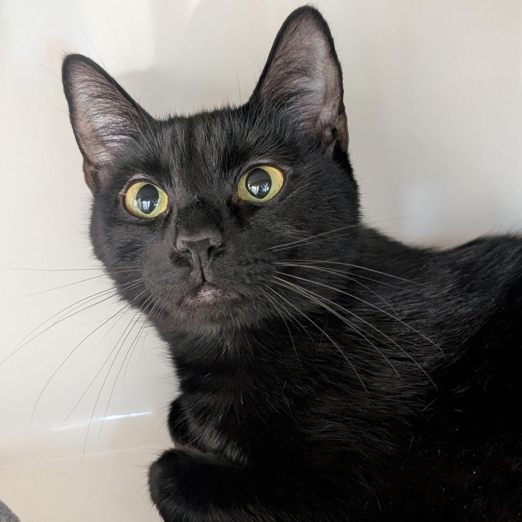 Bella, Adoptable, Adult Female Domestic Short Hair.
