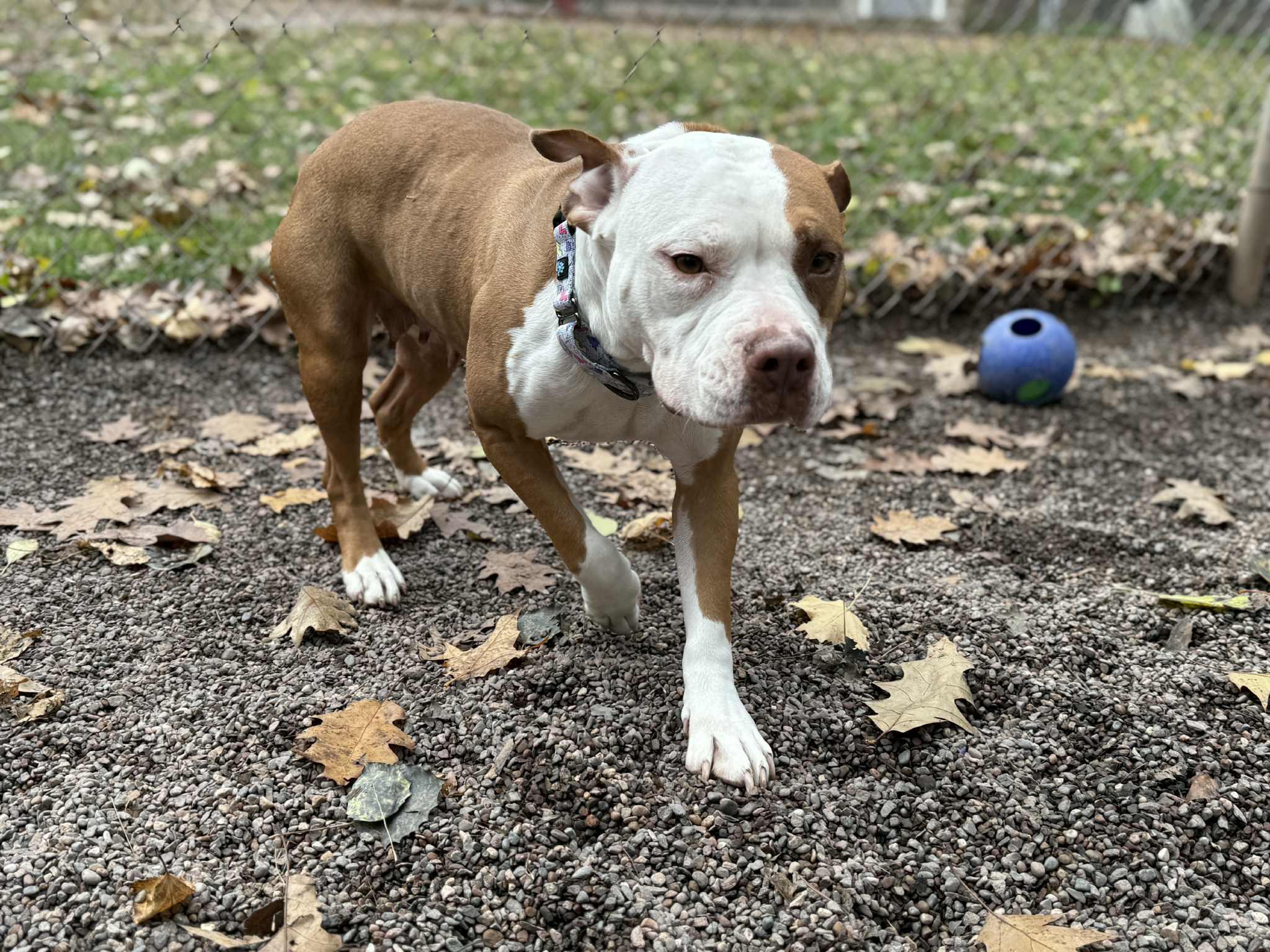 Daisy, a Adoptable Pit Bull Terrier in Houghton, MI image 1/5