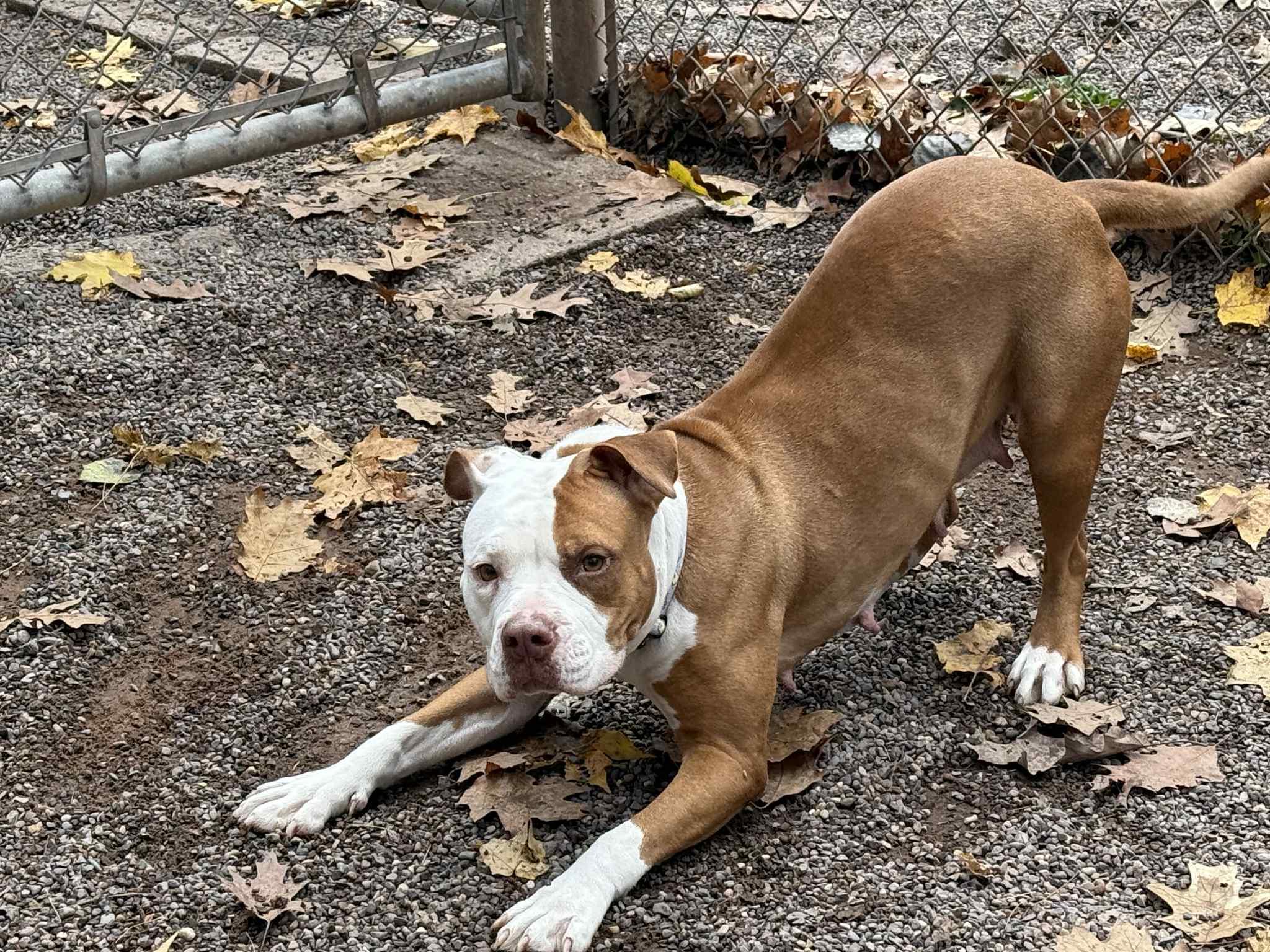 Daisy, a Adoptable Pit Bull Terrier in Houghton, MI image 4/5