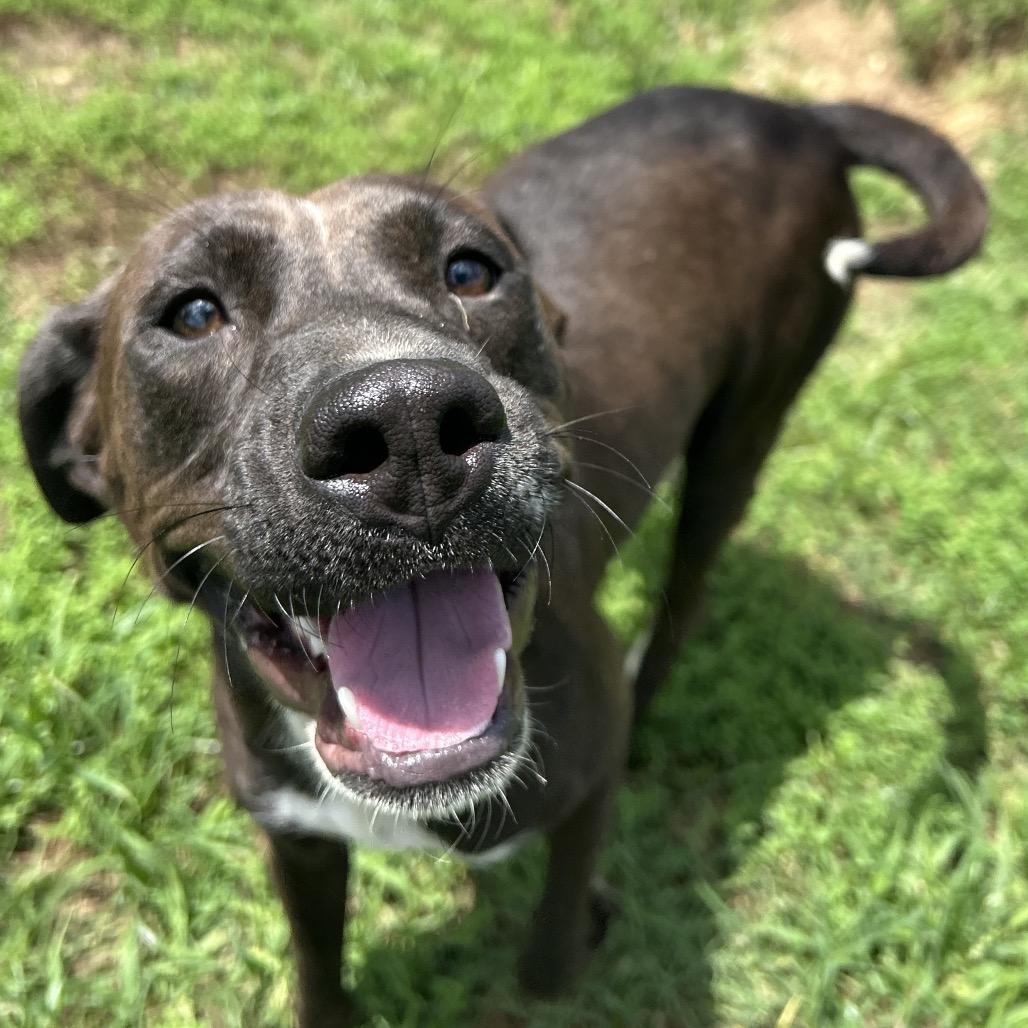 Evie, Adoptable, Young Female Labrador Retriever & Mixed Breed.