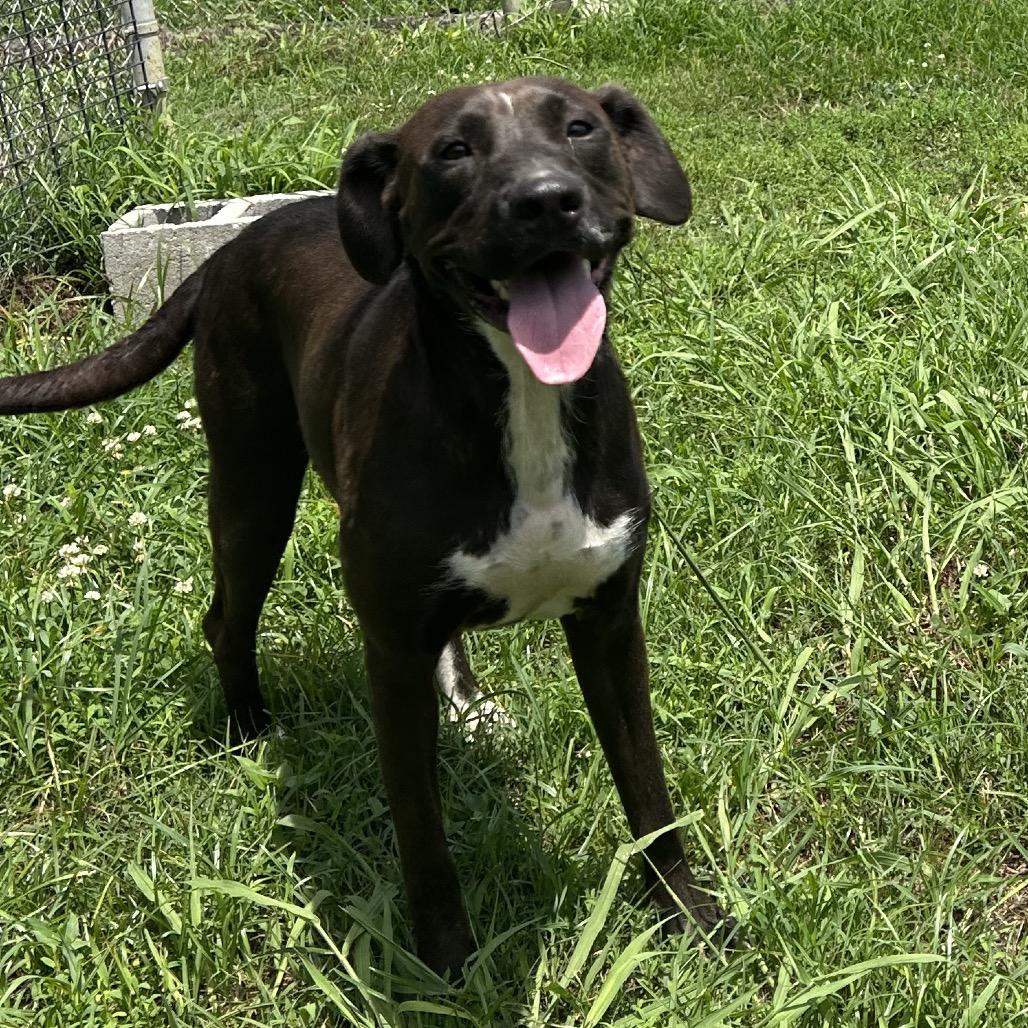 Evie, a Adoptable mixed breed in West Point, MS image 2/6
