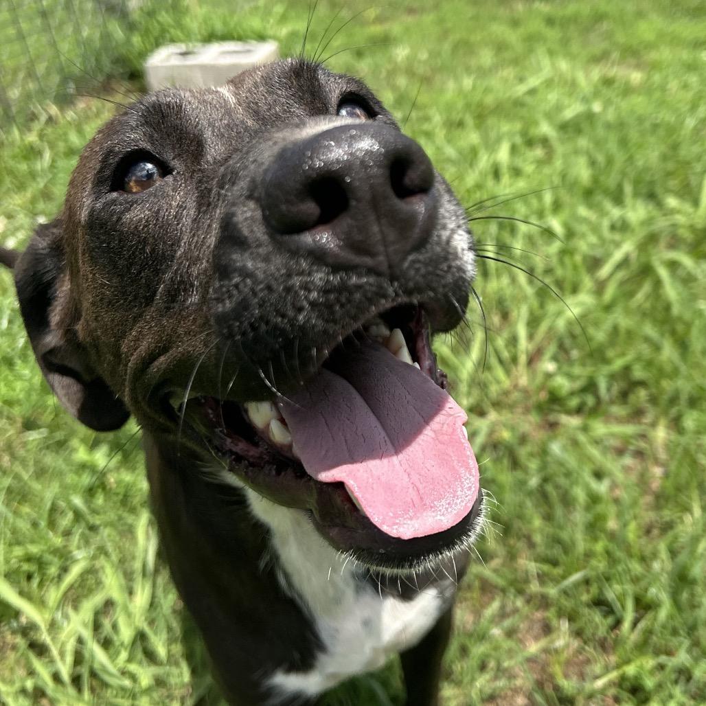 Evie, a Adoptable mixed breed in West Point, MS image 3/6