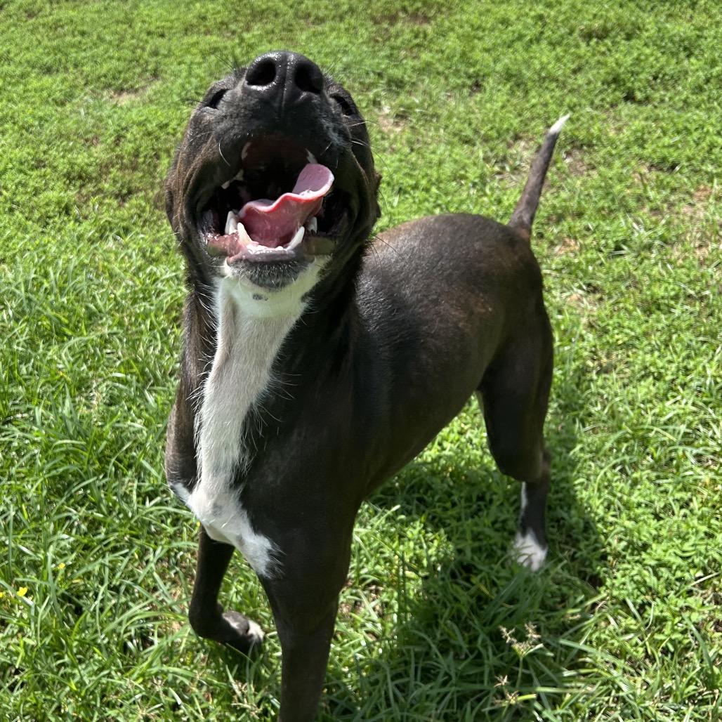 Evie, a Adoptable mixed breed in West Point, MS image 4/6