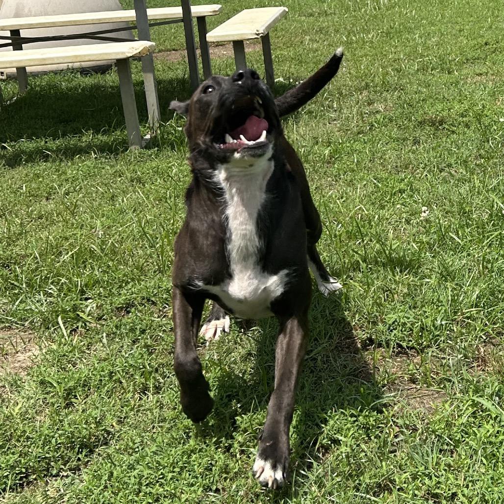 Evie, a Adoptable mixed breed in West Point, MS image 5/6