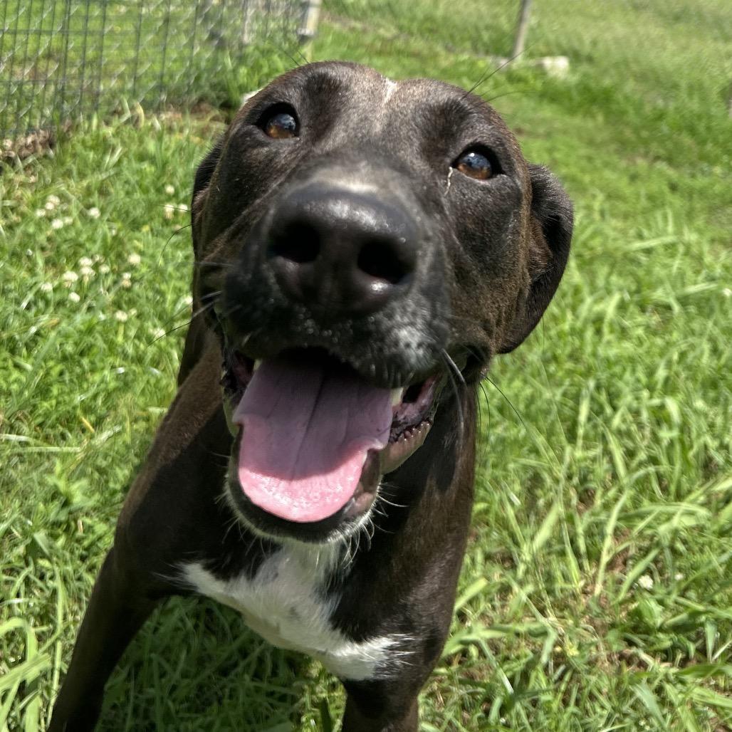 Evie, a Adoptable mixed breed in West Point, MS image 6/6