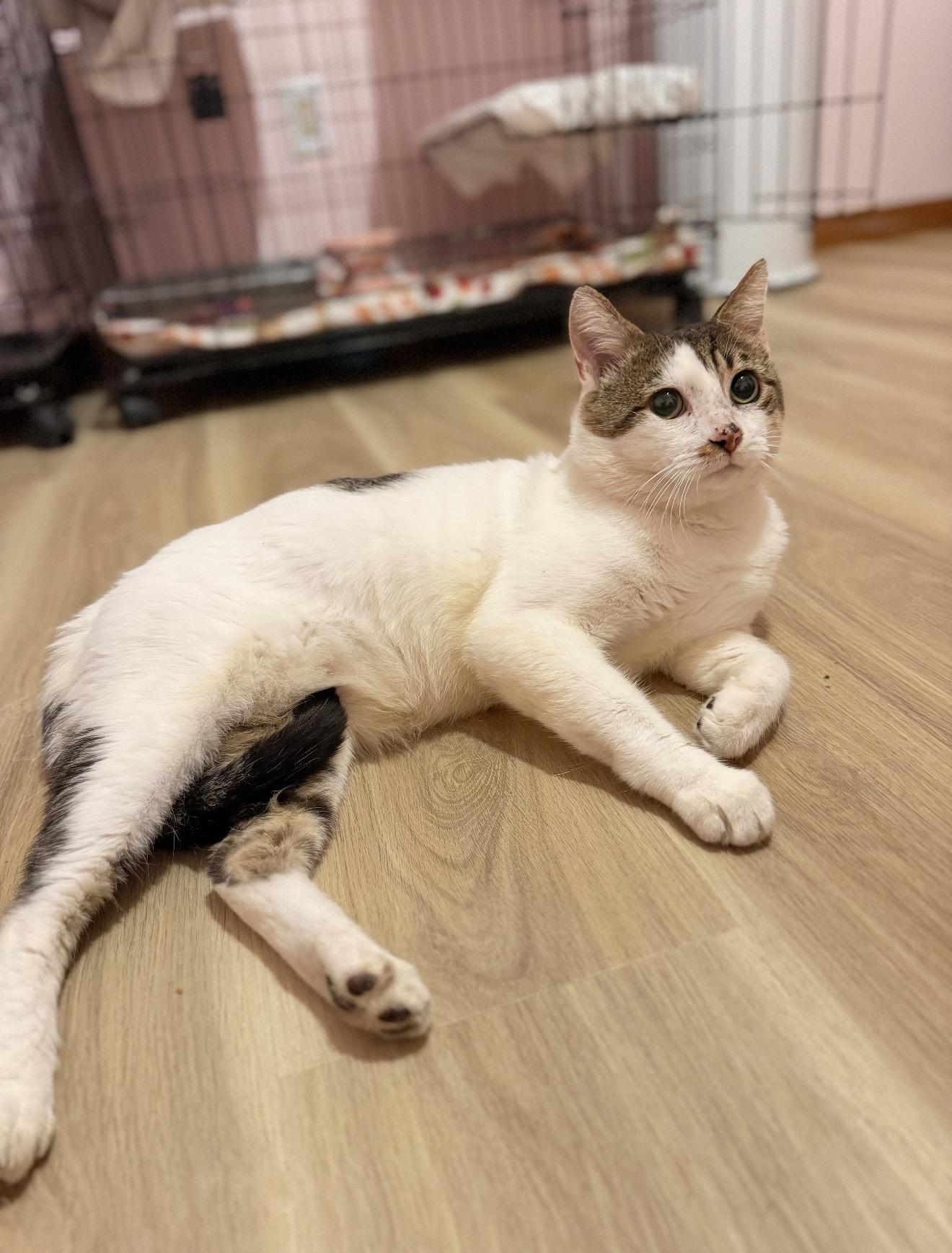 Enlarge Pringles, a Adoptable Domestic Short Hair in Elmsford, NY image 3/4
