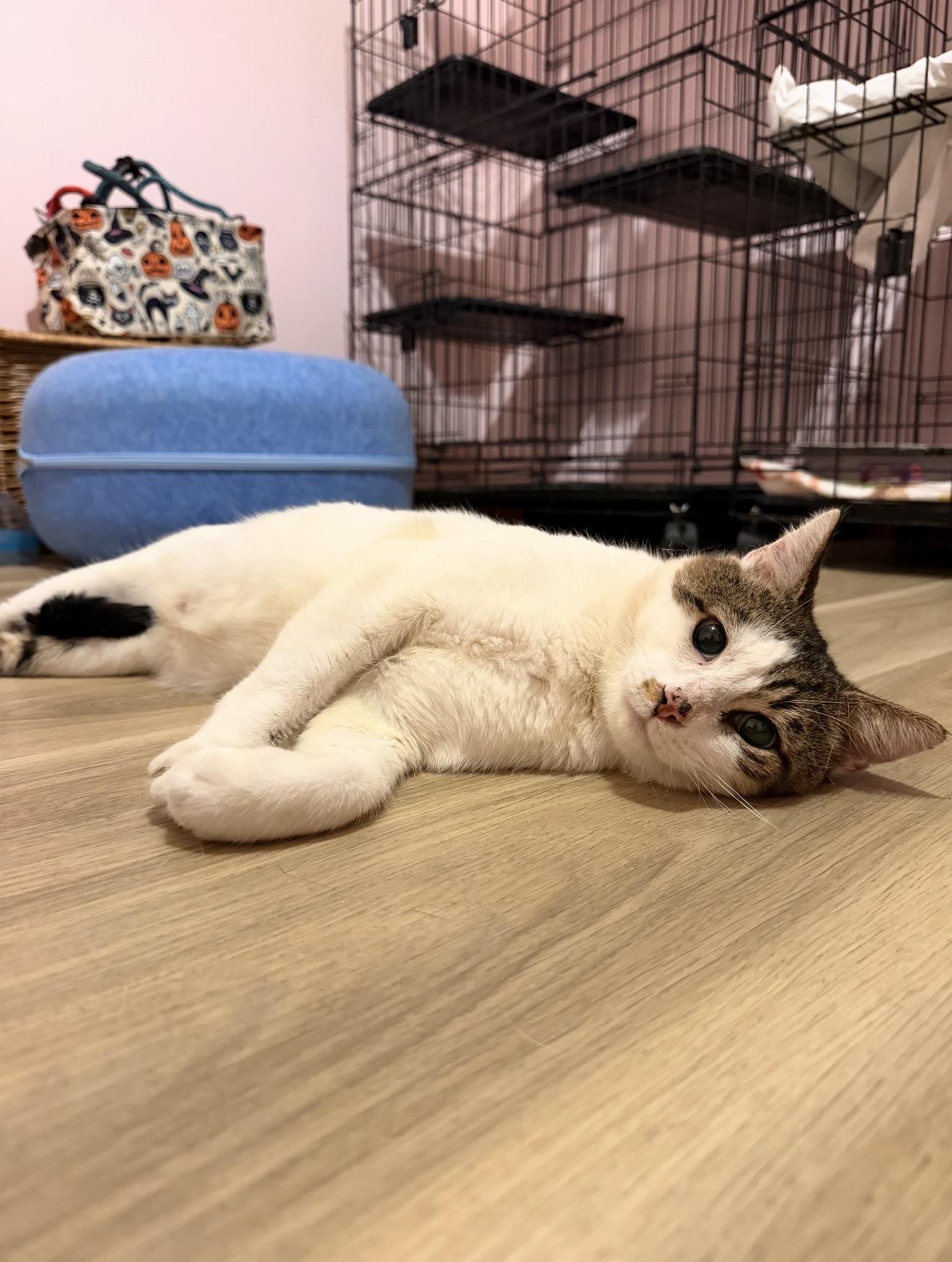Enlarge Pringles, a Adoptable Domestic Short Hair in Elmsford, NY image 4/4