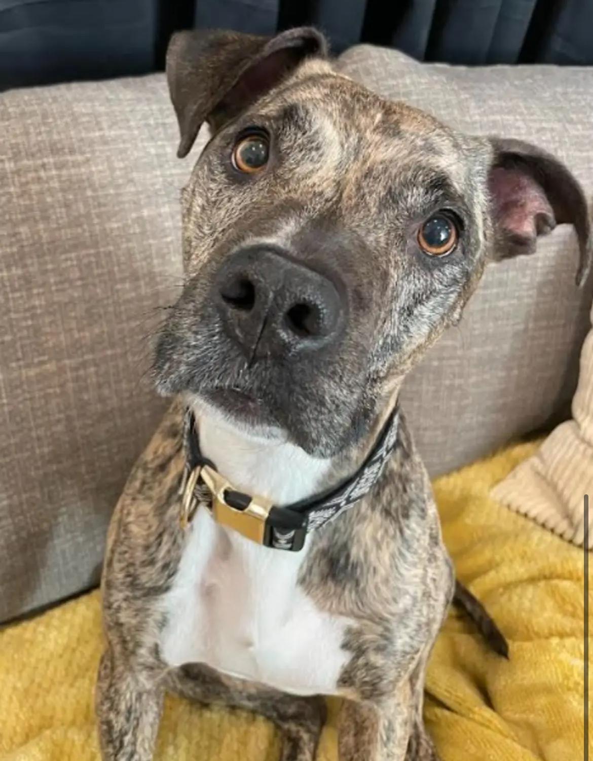 Stella
