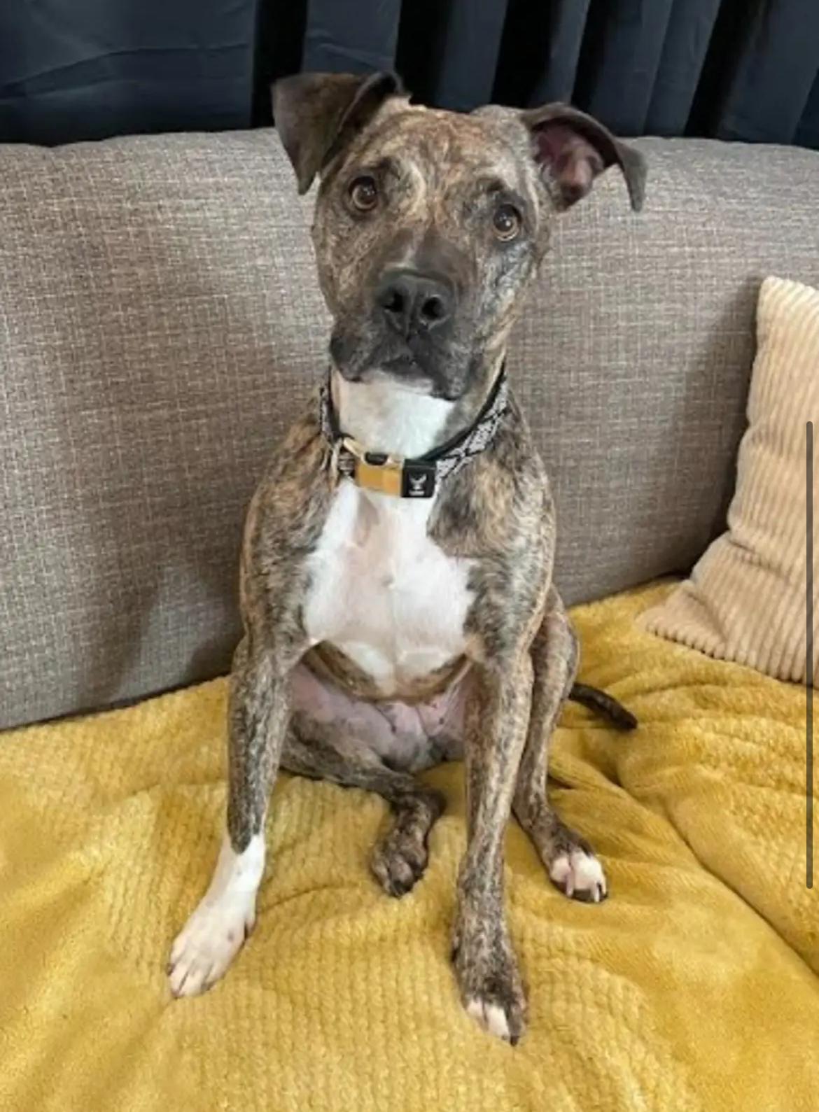 Stella, an adoptable American Staffordshire Terrier in Le Mars, IA, 51031 | Photo Image 3