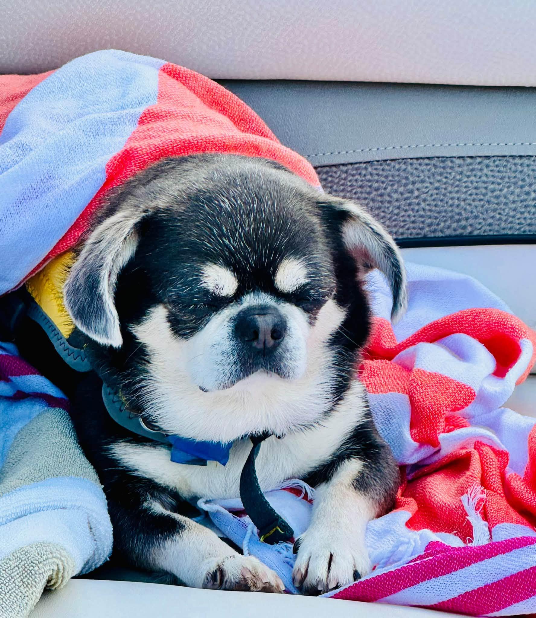 Enlarge Papito, a Adopted mixed breed in Knoxville, TN image 3/3