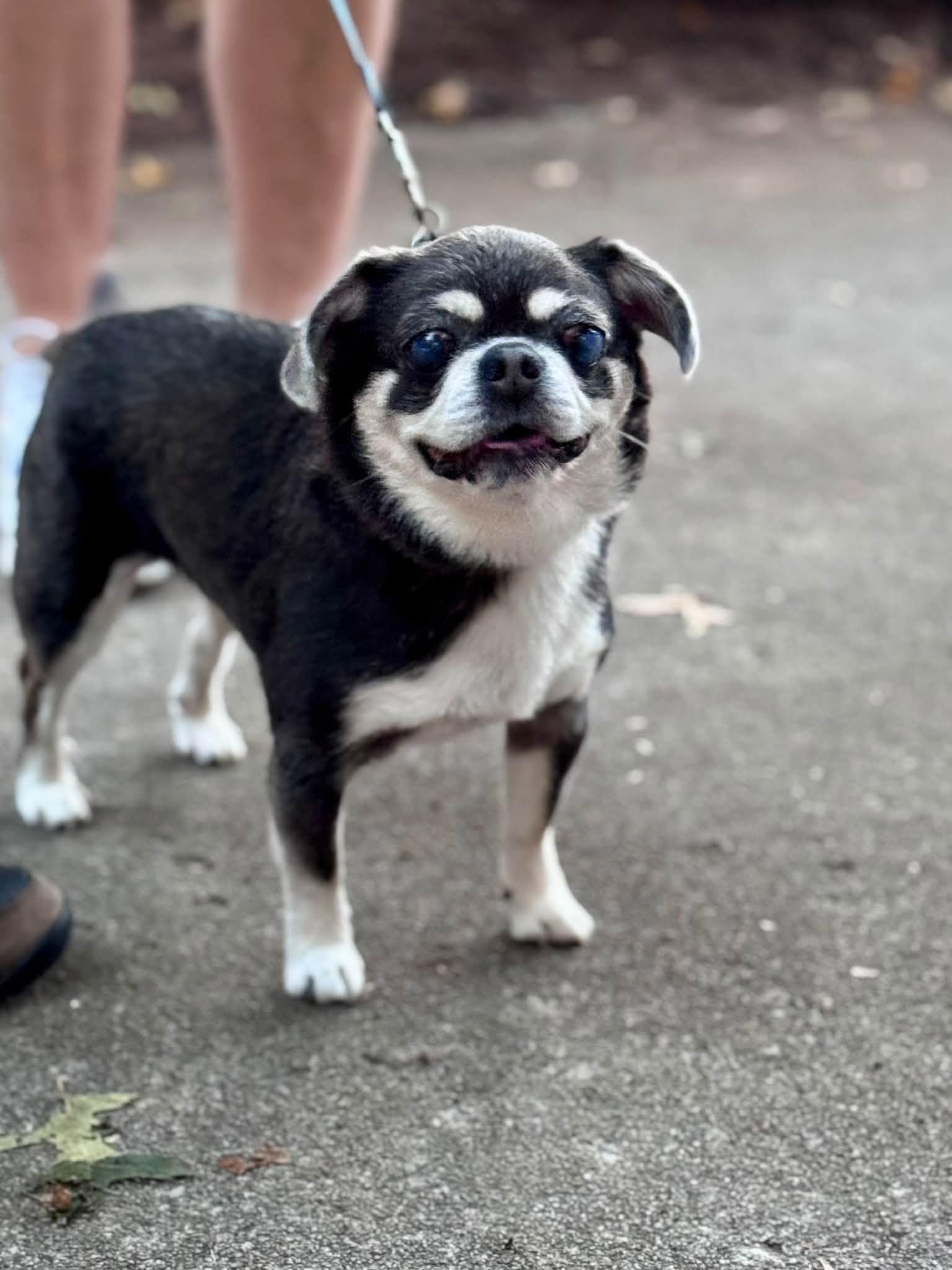 Papito, Adopted, Senior Male Pug.