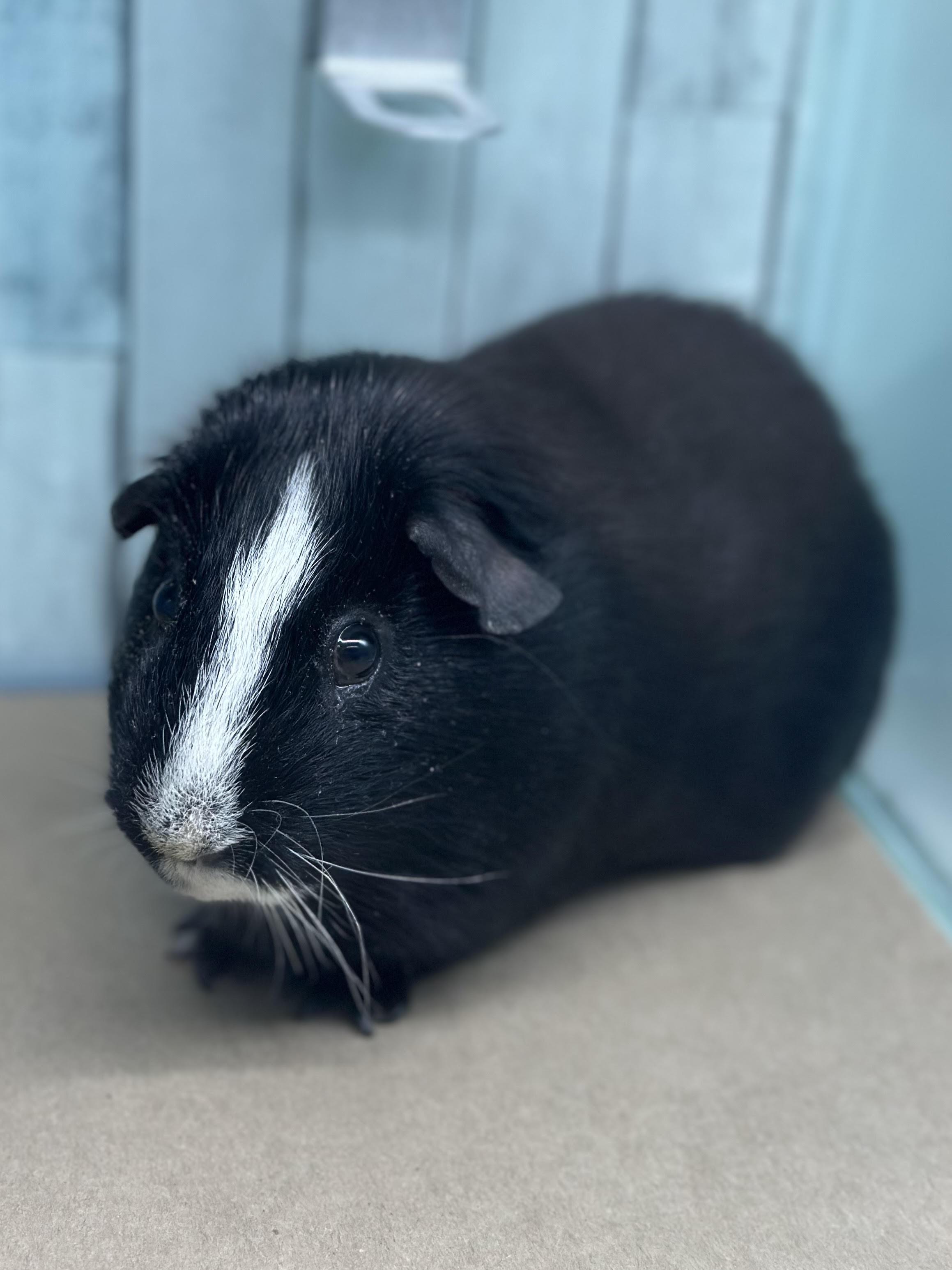 Blackberry, ADOPTABLE, Adult Female Guinea Pig.