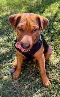 Enlarge Hamlet, a Adoptable mixed breed in Monroe, NC image 2/2
