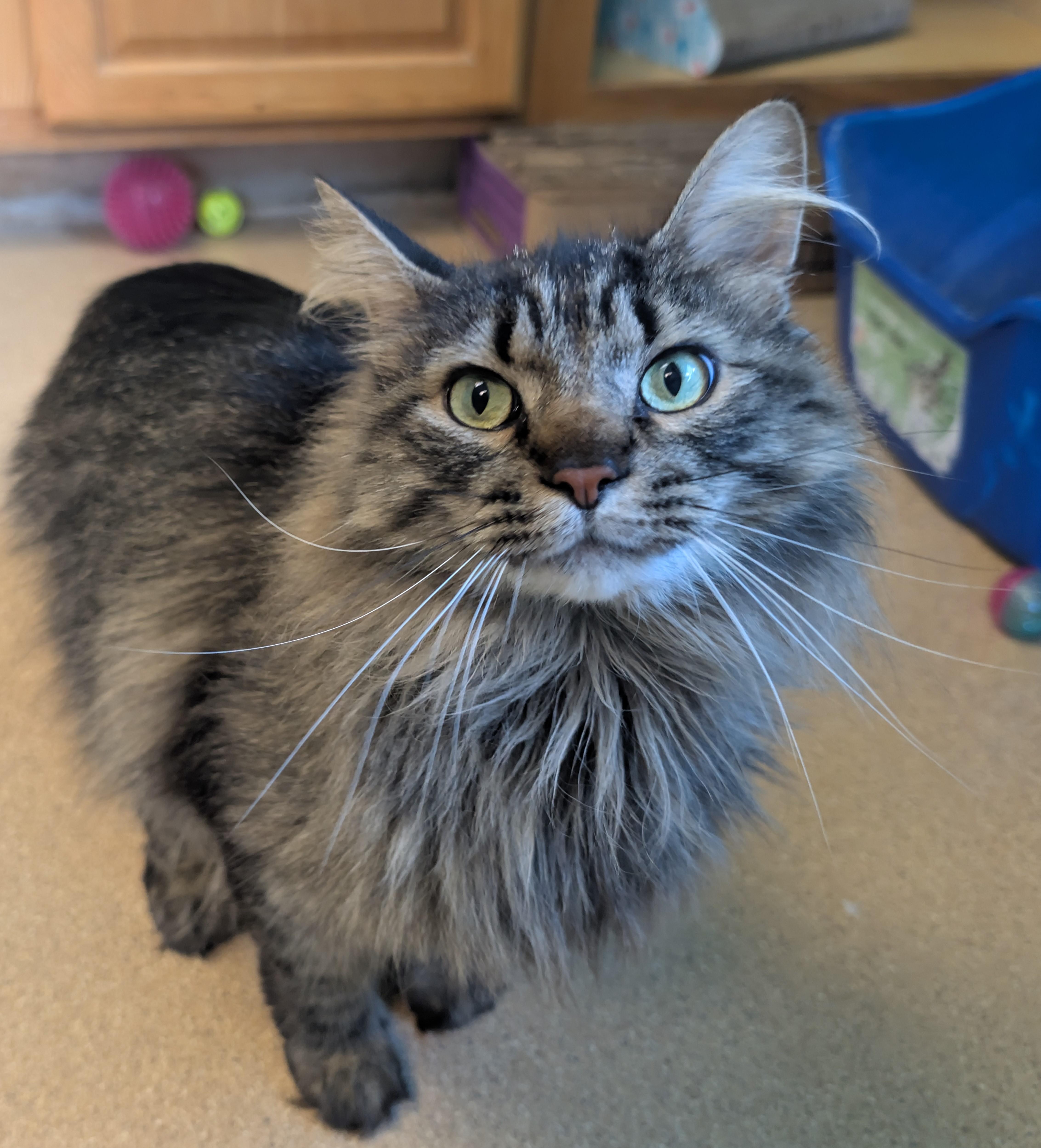 Enlarge Fuzzy Wuzzy was a Bear, a ADOPTABLE Domestic Long Hair in Brookings, SD image 1/1
