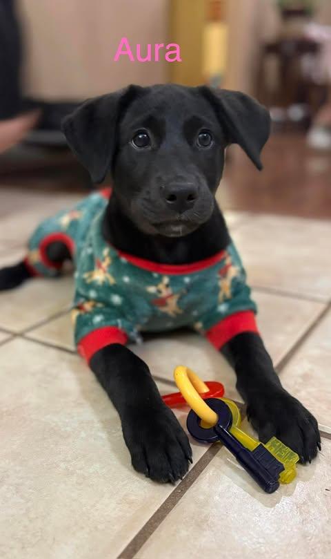 Enlarge AURA, a Adoptable mixed breed in Madisonville, LA image 2/6