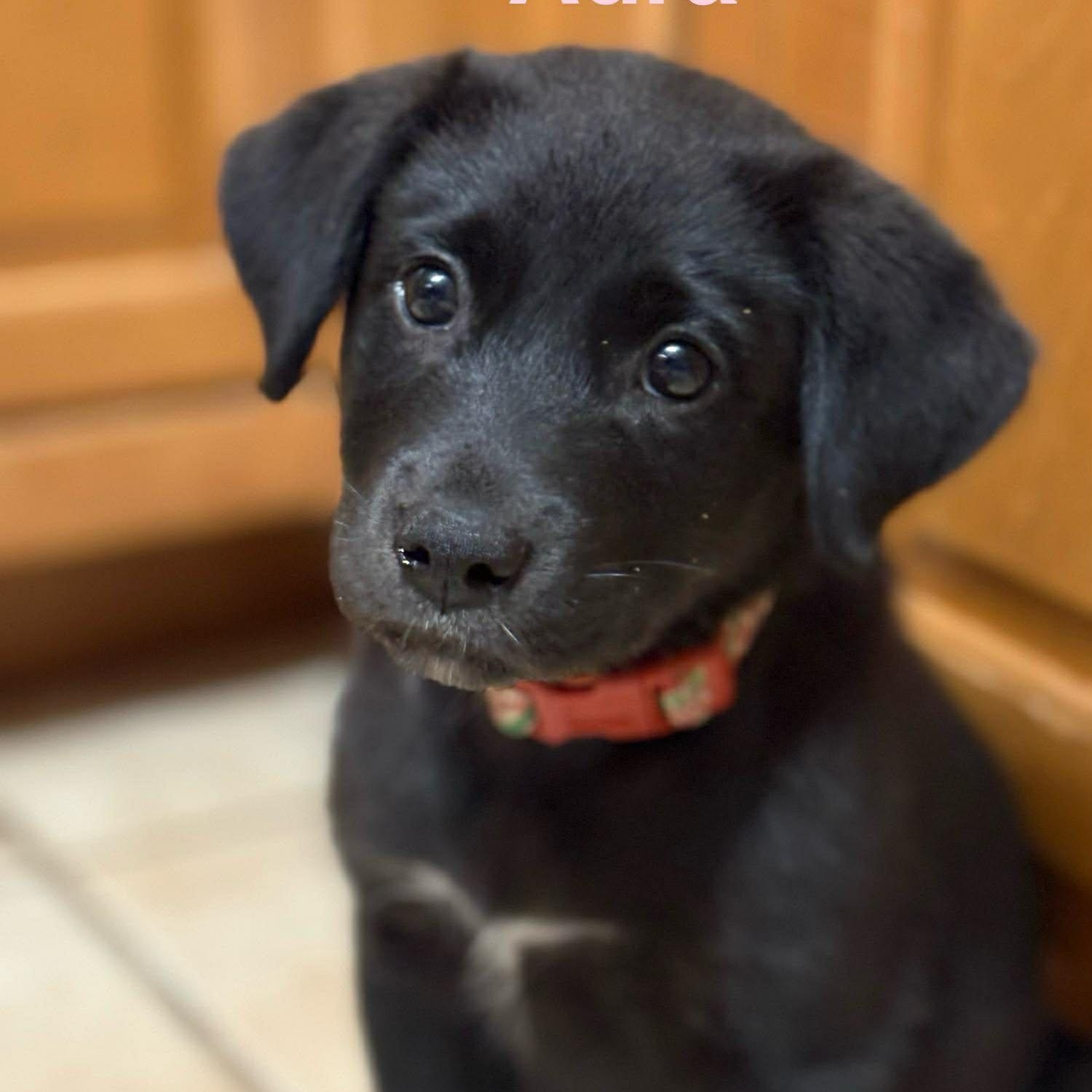 AURA, Adoptable, Puppy Female Catahoula Leopard Dog & Labrador Retriever.