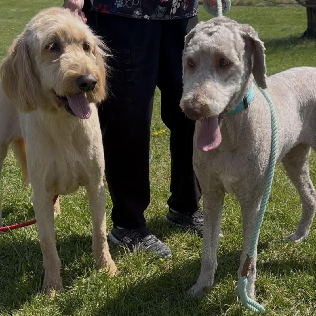 Enlarge Sandy, a ADOPTABLE Goldendoodle in Trenton, MO image 3/4