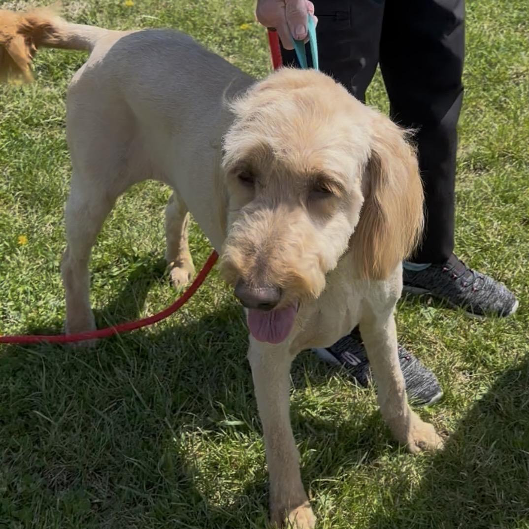 Sandy, ADOPTABLE, Adult Female Goldendoodle.
