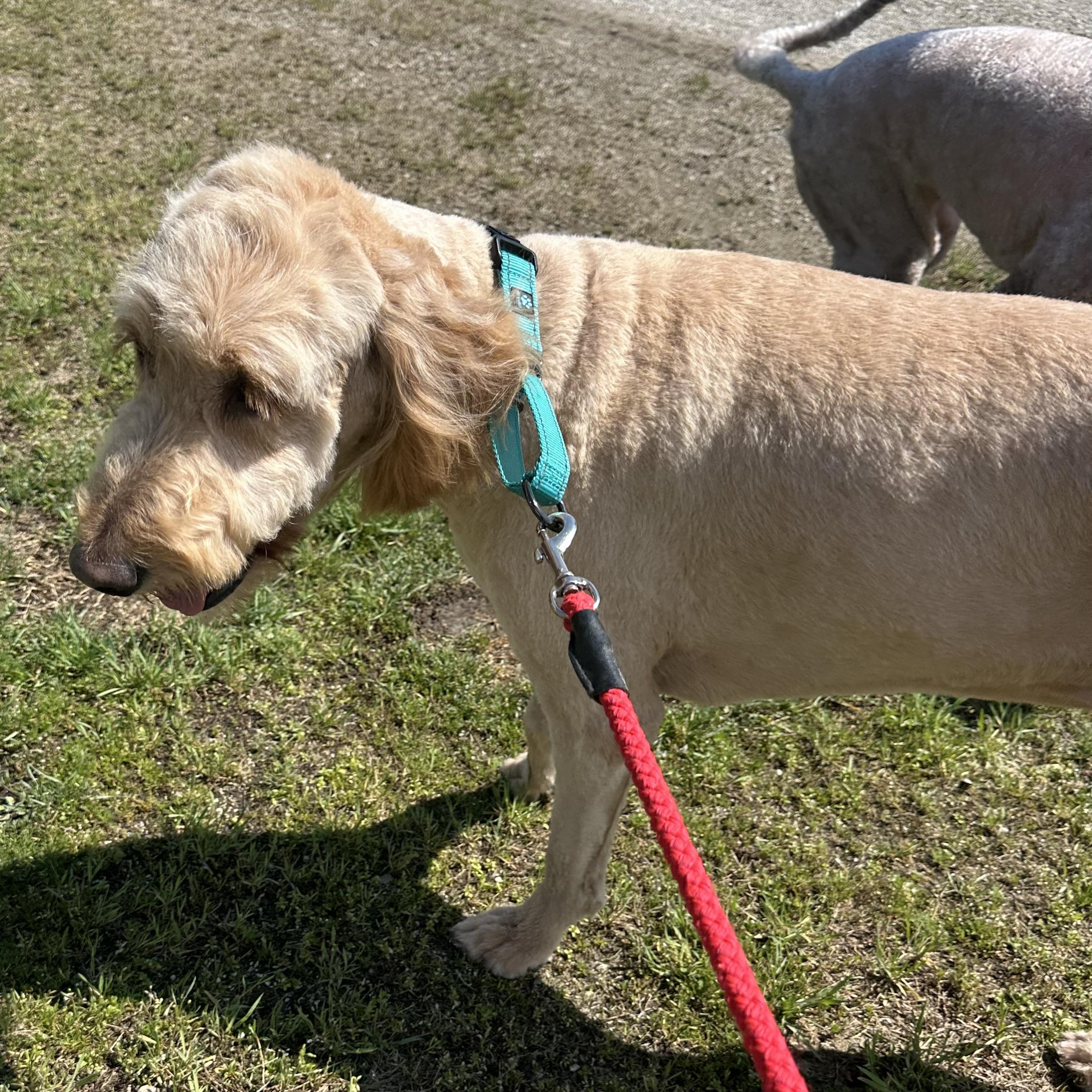 Enlarge Sandy, a ADOPTABLE Goldendoodle in Trenton, MO image 4/4