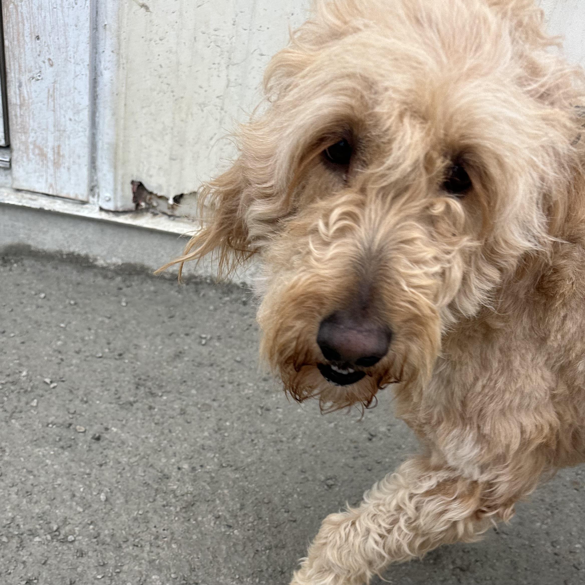 Enlarge Sandy, a ADOPTABLE Goldendoodle in Trenton, MO image 2/4