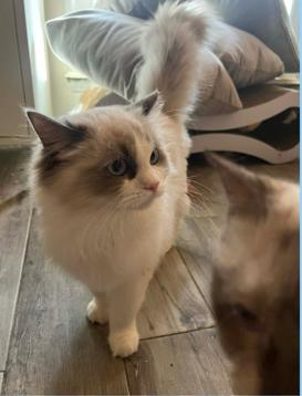 Enlarge Daisy, a ADOPTABLE Ragdoll in Ennis, TX image 2/2